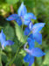Zurück zum kompletten Bilderset Großblütiger Rittersporn Blüte blau Delphinium grandiflorum