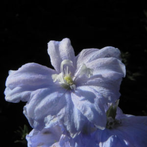 Rittersporn Bluete hellblau Delphinium 18