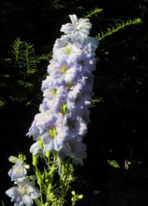 Rittersporn Bluete hellblau Delphinium 20