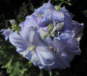 Rittersporn Bluete hellblau Delphinium 21