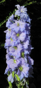 Rittersporn Bluete hellblau Delphinium 23