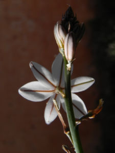 Roehriger Affodill Bluete weiss Asphodelus fistulosus05