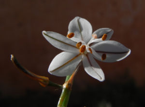 Roehriger Affodill Bluete weiss Asphodelus fistulosus06