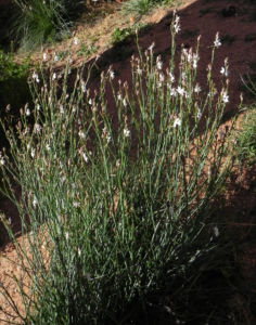 Roehriger Affodill Bluete weiss Asphodelus fistulosus07