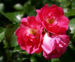 Zurück zum kompletten Bilderset Rose Blüte rose Rosa rosa