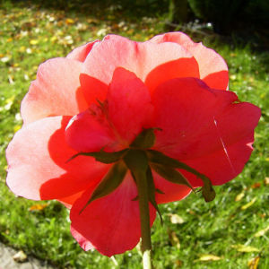 Rose pink Bluete Rosa 04