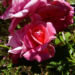 Zurück zum kompletten Bilderset Rose pink gefüllt Blüte Rosa