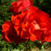 Zurück zum kompletten Bilderset Rose Blüte rot Rosa