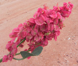 Rosenampfer Bluete rot Acetosa vesicaria 05