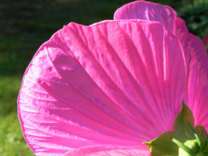 Roseneibisch Bluete pink Hibiscus moscheutos 09