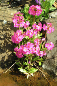 Rosenrote Schluesselblume Bluete rot Primula rosea 02