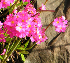 Rosenrote Schluesselblume Bluete rot Primula rosea 06