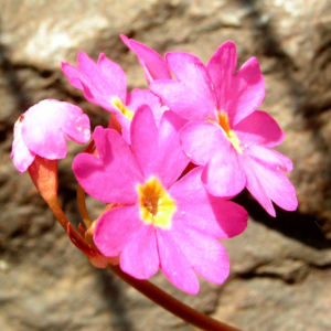 Rosenrote Schluesselblume Bluete rot Primula rosea 07