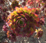 Bild:  Rosetten Dickblatt Blüte gelb Blatt dunkel-violett Aeonium arboreum