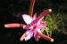 Zurück zum kompletten Bilderset Rosmarin-Weidenröschen Blüte pink Epilobium dodonaei