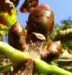 Zurück zum kompletten Bilderset Ross Kastanie Knospe Aesculus hippocastanum