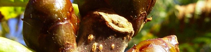 Anklicken um das ganze Bild zu sehen  Ross Kastanie Knospe Aesculus hippocastanum