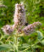 Zurück zum kompletten Bilderset Grüne Minze Blütendolde blass rötlich Mentha spicata