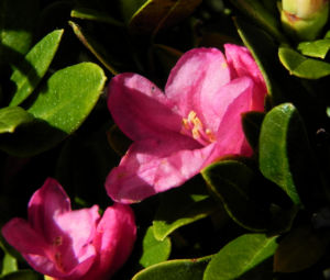 Rostblaettrige Alpenrose Blatt gruen Bluete pink Rhododendron ferrugineum 02