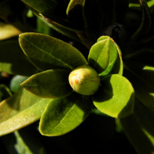 Rostblaettrige Alpenrose Blatt gruen Rhododendron ferrugineum 02