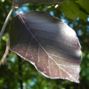 Rot Buche Baum Blatt rot Fagus sylvatica 04