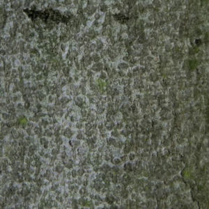 Rot Buche Baum Rinde grau Fagus sylvatica 03