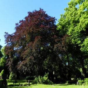 Rot Buche Baum Fagus sylvatica 01