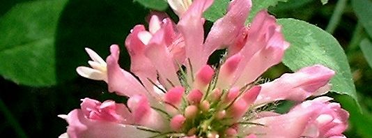 Anklicken um das ganze Bild zu sehen  Rot-Klee Blüte rot Trifolium pratense
