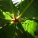 Zurück zum kompletten Bilderset Rotblühende Rosskastanie Blüte rot Aesculus x carnea