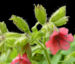 Zurück zum kompletten Bilderset Rotblütiges Lungenkraut Blüte rot Pulmonaria rubra