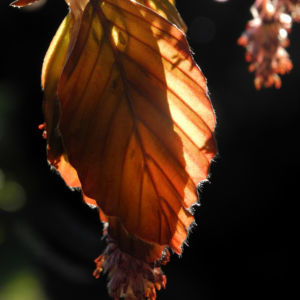 Rotbuche Blatt rot braun Bluete Fagus sylvatica 01