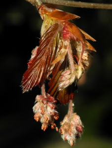 Rotbuche Bluete rot braun Fagus sylvatica 05