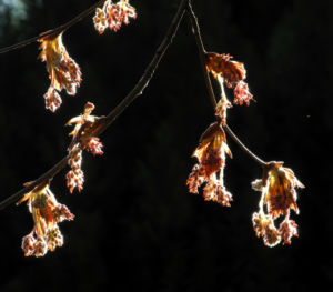 Rotbuche Bluete rot braun Fagus sylvatica 07