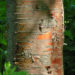 Zurück zum kompletten Bilderset Rote China-Birke Rinde rötlich Betula albosinensis