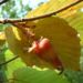 Zurück zum kompletten Bilderset Lambertshasel Rote Haselnuss Nuss rötlich Corylus maxima