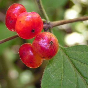 Rote Heckenkirsche Frucht rot Lonicera xylosteum 02
