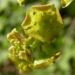 Zurück zum kompletten Bilderset Rote-Johannisbeere Blüte gelb Ribes rubrum