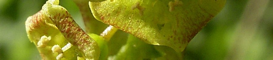 Anklicken um das ganze Bild zu sehen  Rote-Johannisbeere Blüte gelb Ribes rubrum