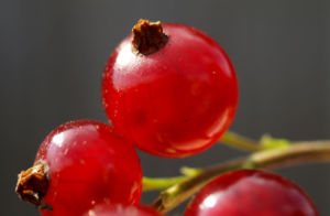 Rote Johannisbeere Strauch Frucht rot Ribes rubrum 01