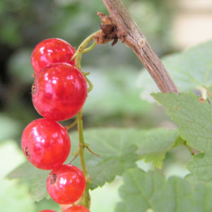 Rote Johannissbeere Beere Ribes rubrum 01
