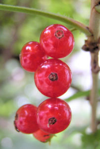 Rote Johannissbeere Beere Ribes rubrum 02