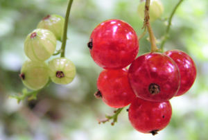 Rote Johannissbeere Beere Ribes rubrum 04