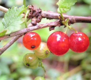 Rote Johannissbeere Beere Ribes rubrum 05