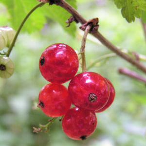 Rote Johannissbeere Beere Ribes rubrum 06