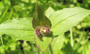 Rote Lichtnelke Bluete rosa Silene dioica 02