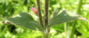Rote Lichtnelke Bluete rosa Silene dioica 04