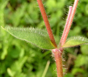 Rote Lichtnelke Bluete rosa Silene dioica 06