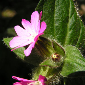 Rote Lichtnelke Bluete rosa Silene dioica 07