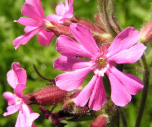 Rote Lichtnelke Bluete rosa Silene dioica 09