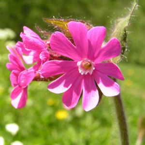 Rote Lichtnelke Bluete rosa Silene dioica 11